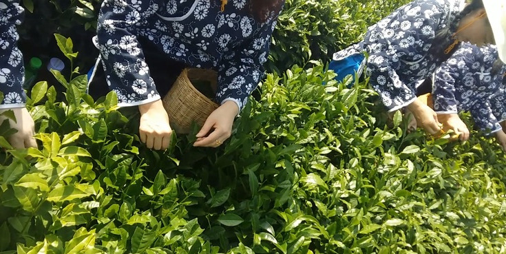 INTERNATIONAL TEA DAY 2023