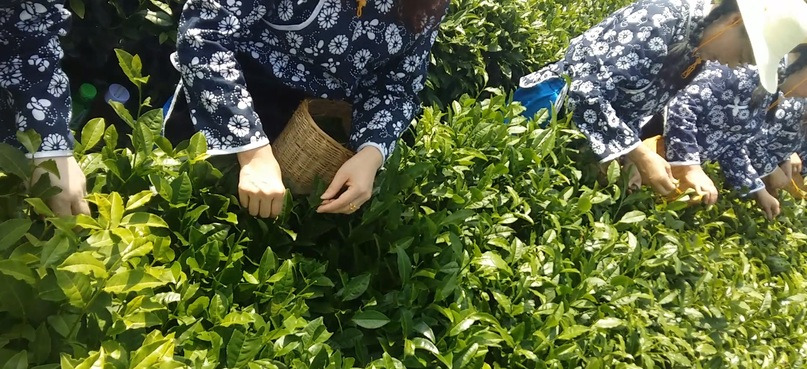 INTERNATIONAL TEA DAY 2023
